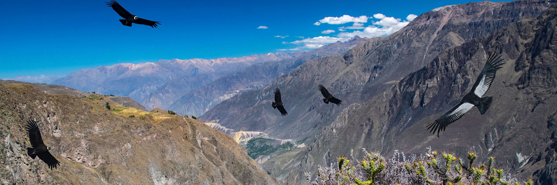 Condors flying above Colca Canyon