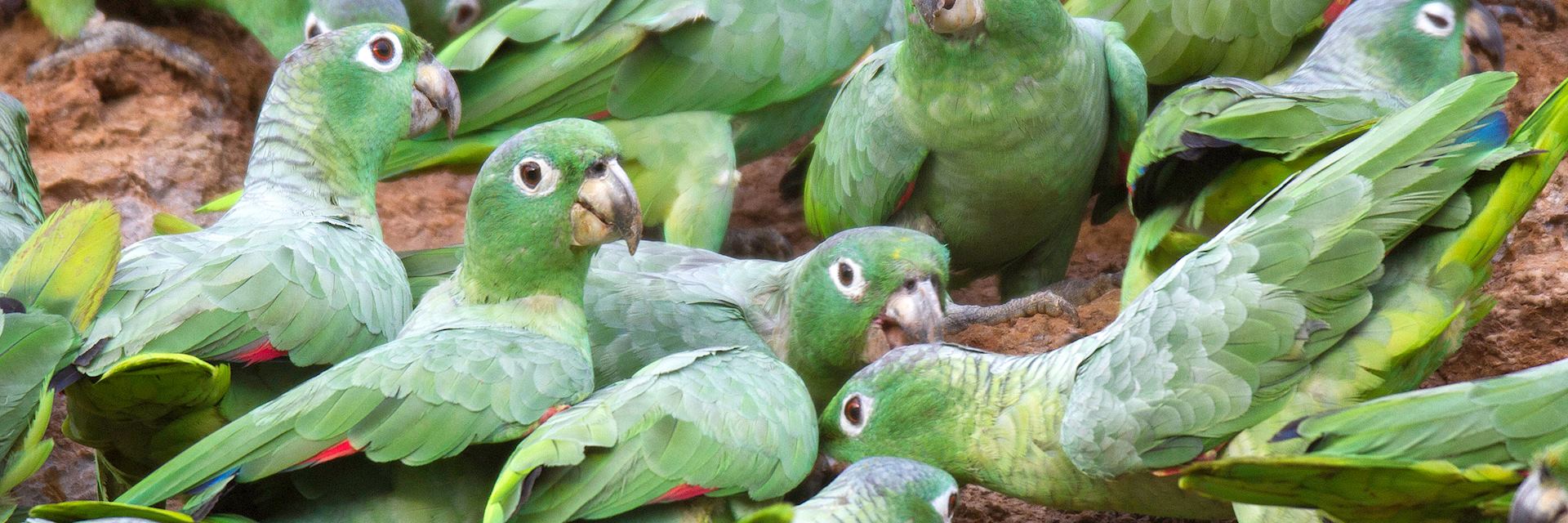 Mealy parrots at a clay lick in Tambopata