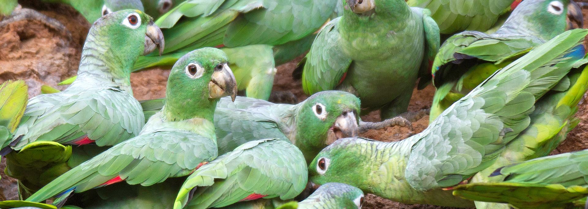 Mealy parrots at a clay lick in Tambopata