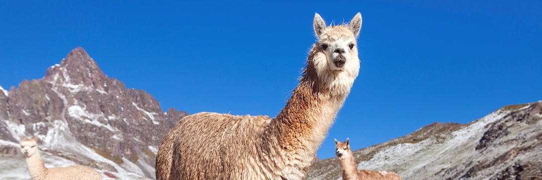 Llama in the Andes Mountains, Peru