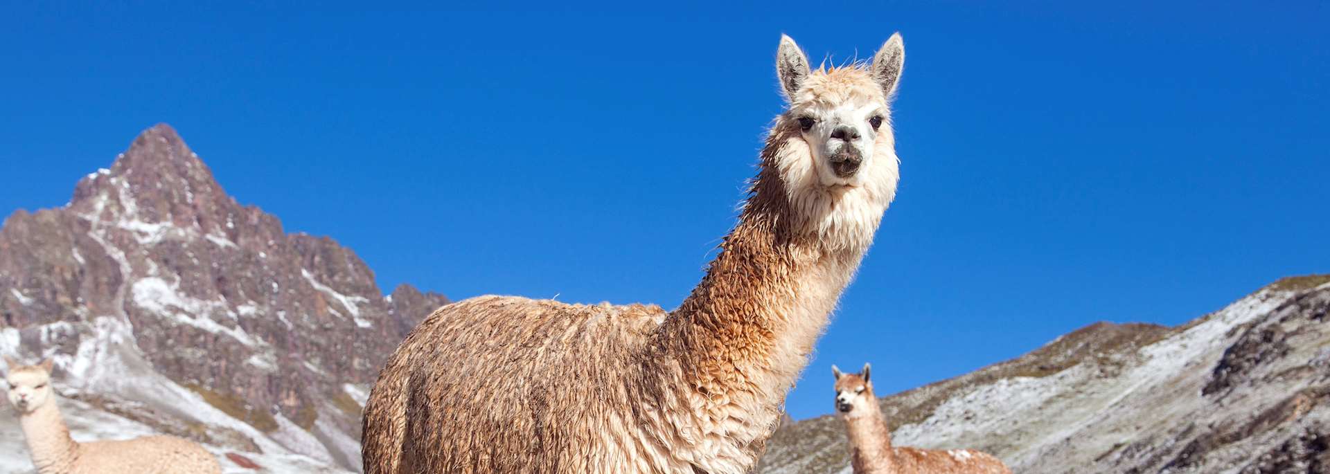 Llama in the Andes Mountains, Peru