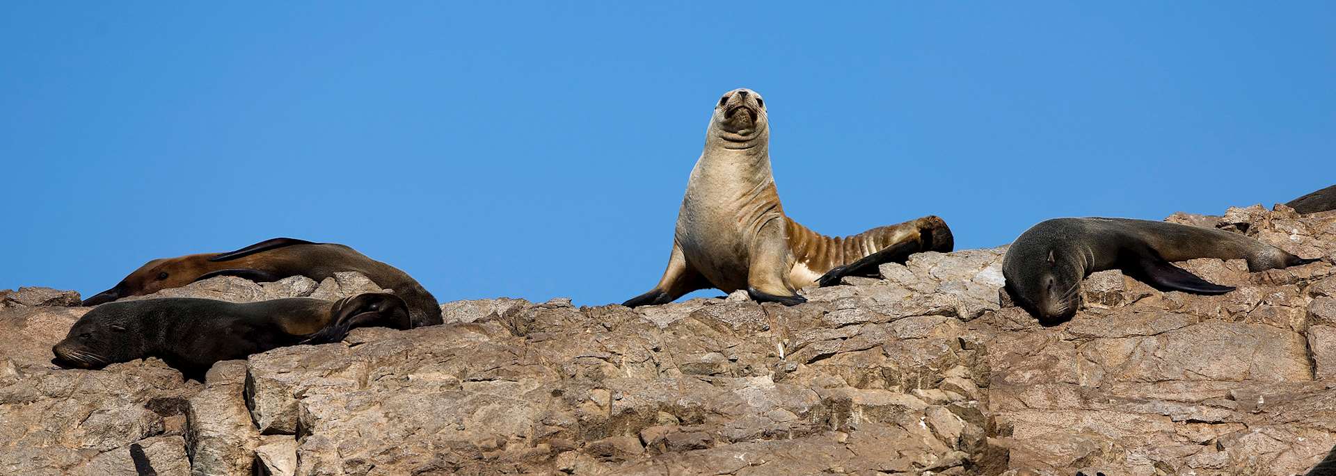Paracas Nature Reserve