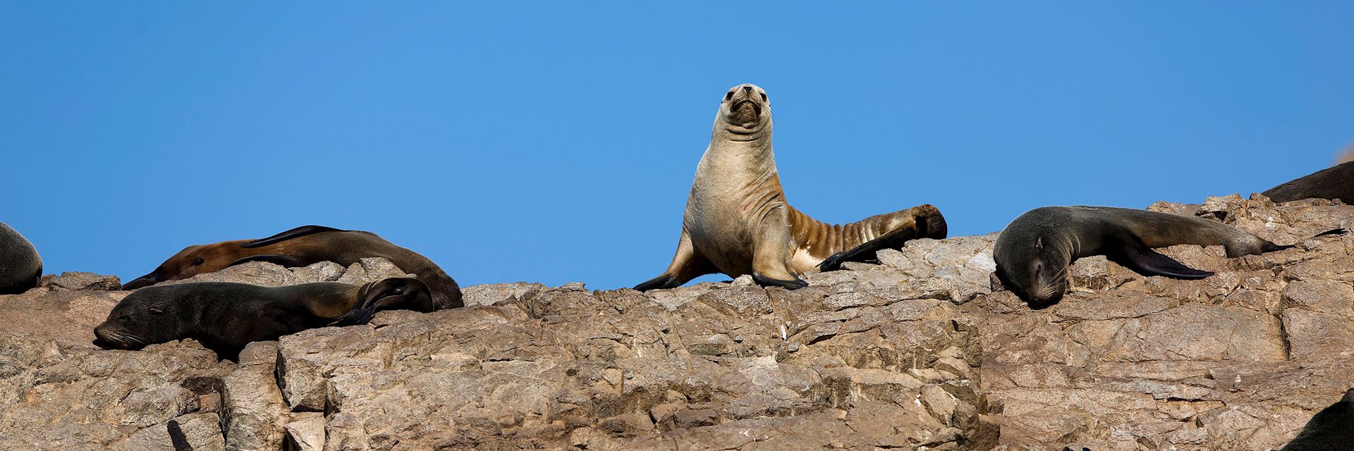 Paracas Nature Reserve