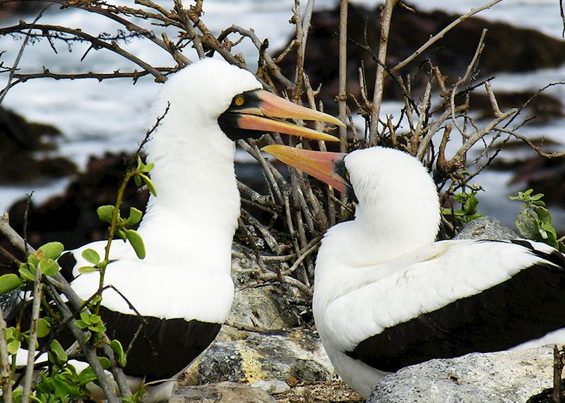 Masked boobies, Galapagos Islands
