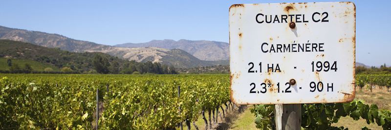 Grapes on the vine in the Colchagua Valley in Chile