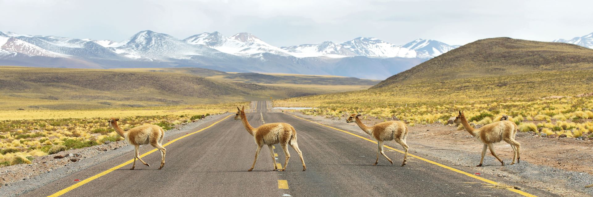 https://media.audleytravel.com/-/media/images/home/south-america/region-guides/self-driving-in-chile-and-argentina/istock_492607598_vicunas_in_the_meadows_of_atacama_region_3000x1000.jpg?q=79&w=1920&h=640