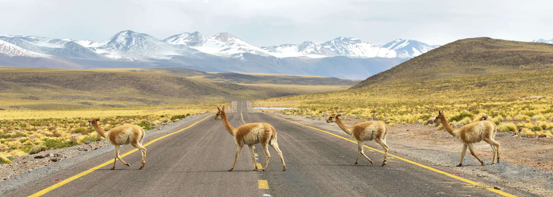 Vicunas in the meadows of the Atacama region