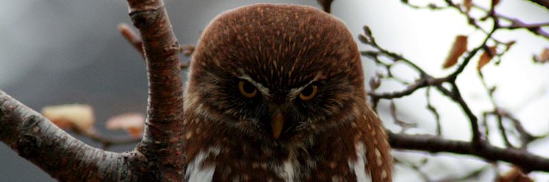 Pygmy owl, Torres del Paine National Park
