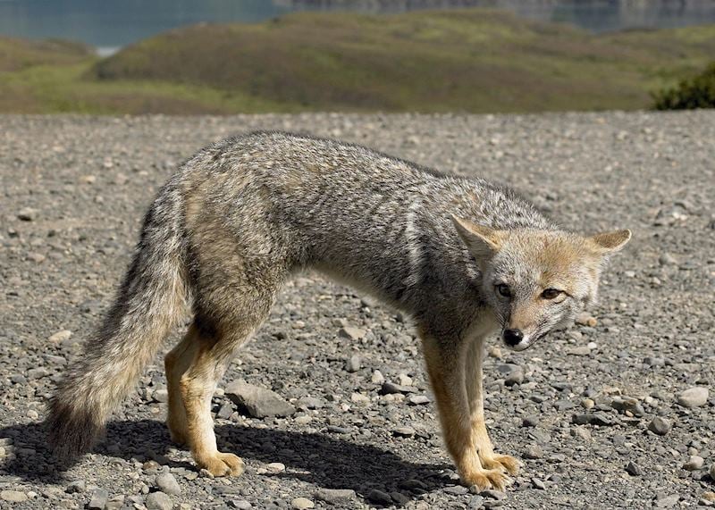 Patagonian fox