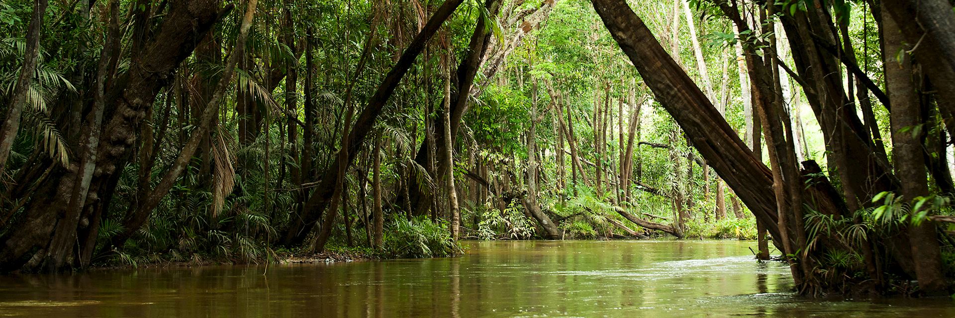 Amazon Rainforest, Brazil