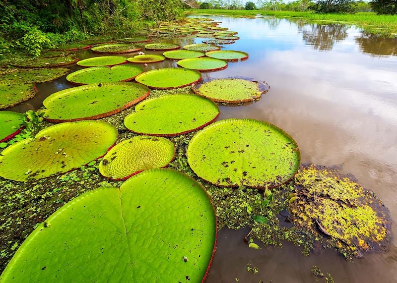 Giant waterlilies