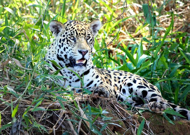 Jaguar Jaguar