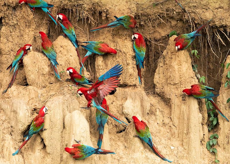 Macaws at a claylick