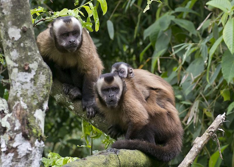 Capuchin monkeys