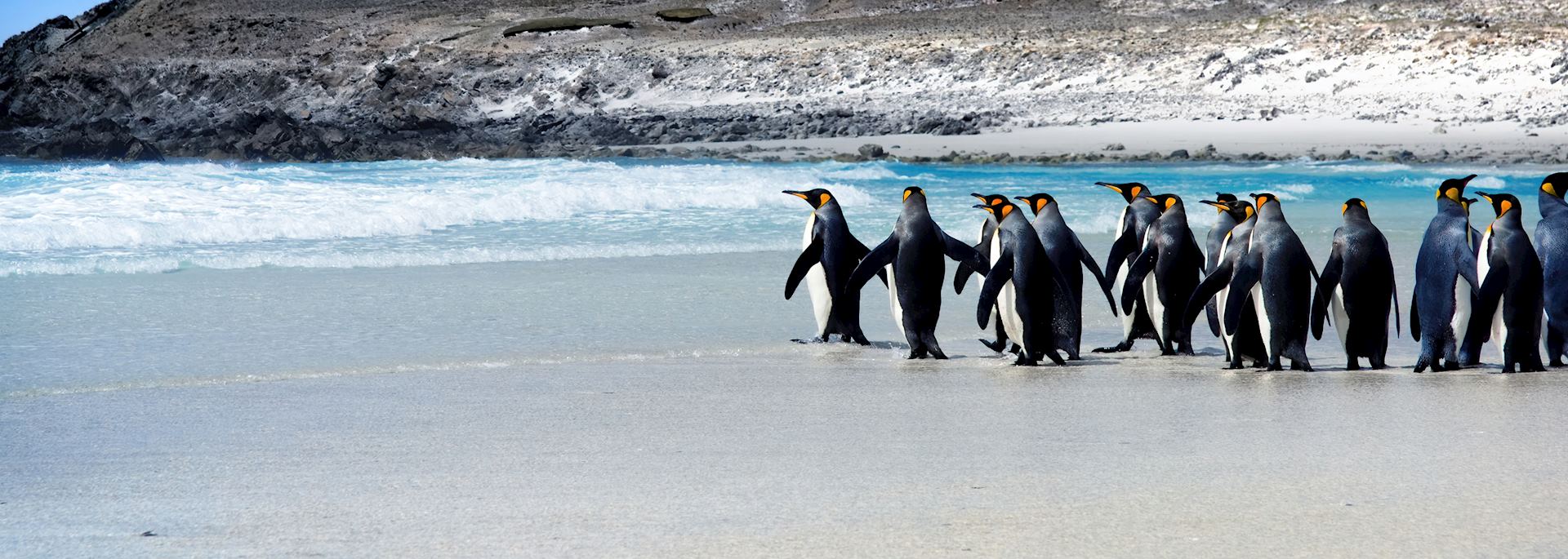 King penguins, Falkland Islands