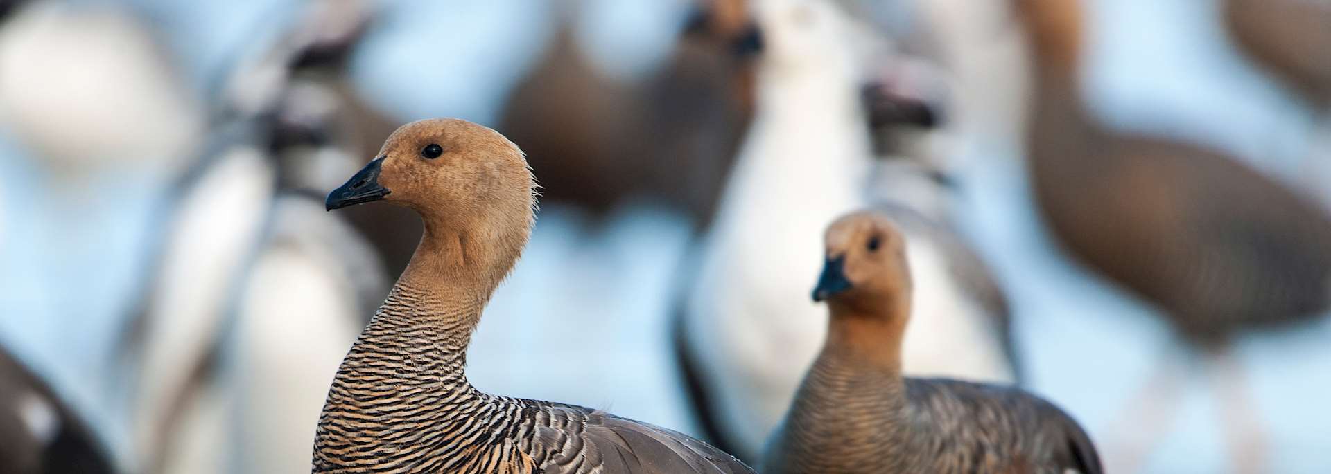 Upland goose on Saunders Island
