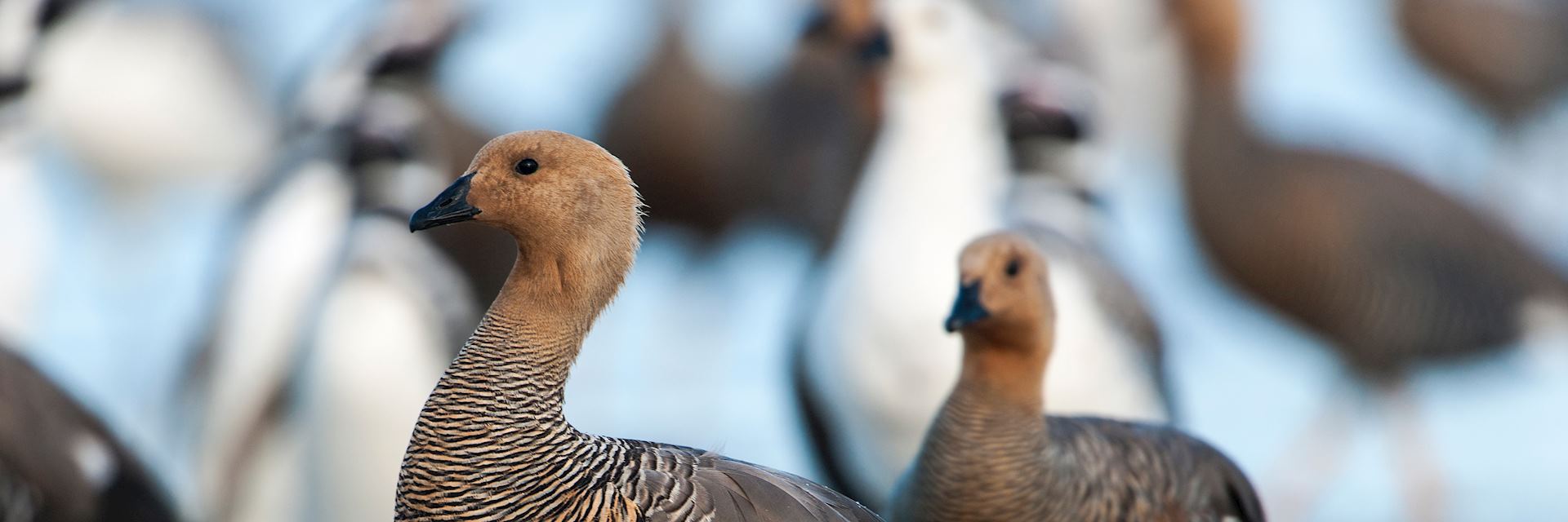 Upland goose on Saunders Island