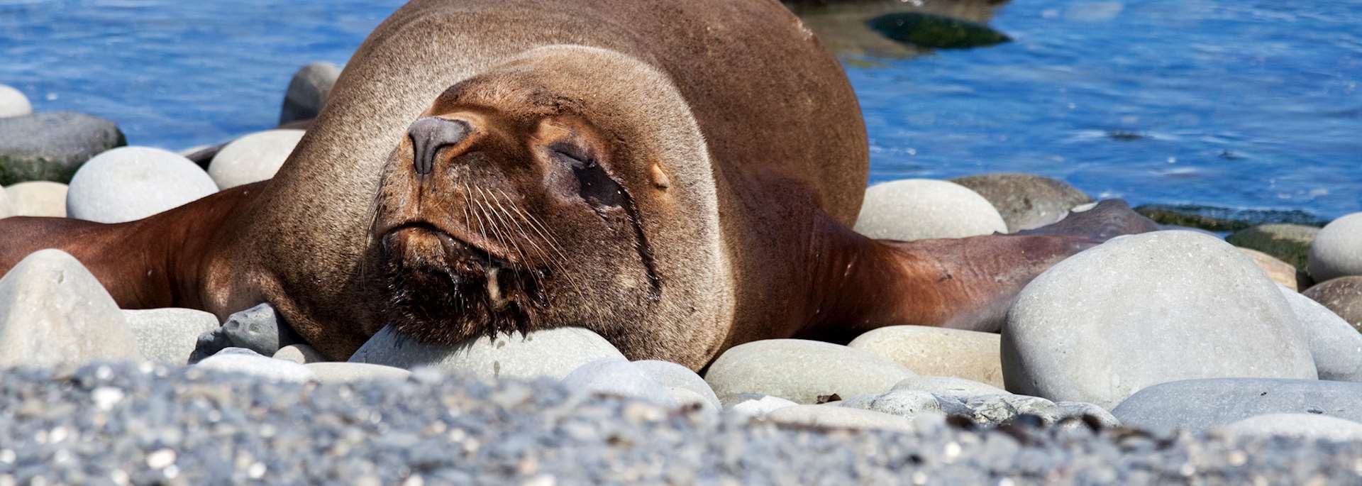 Young sea lion sleeping, Sea Lion Island