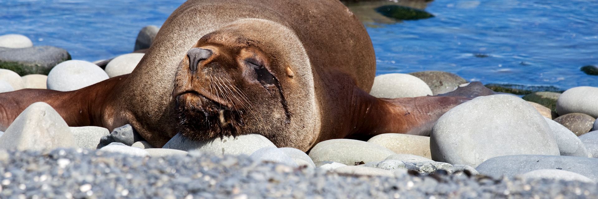 Young sea lion sleeping, Sea Lion Island