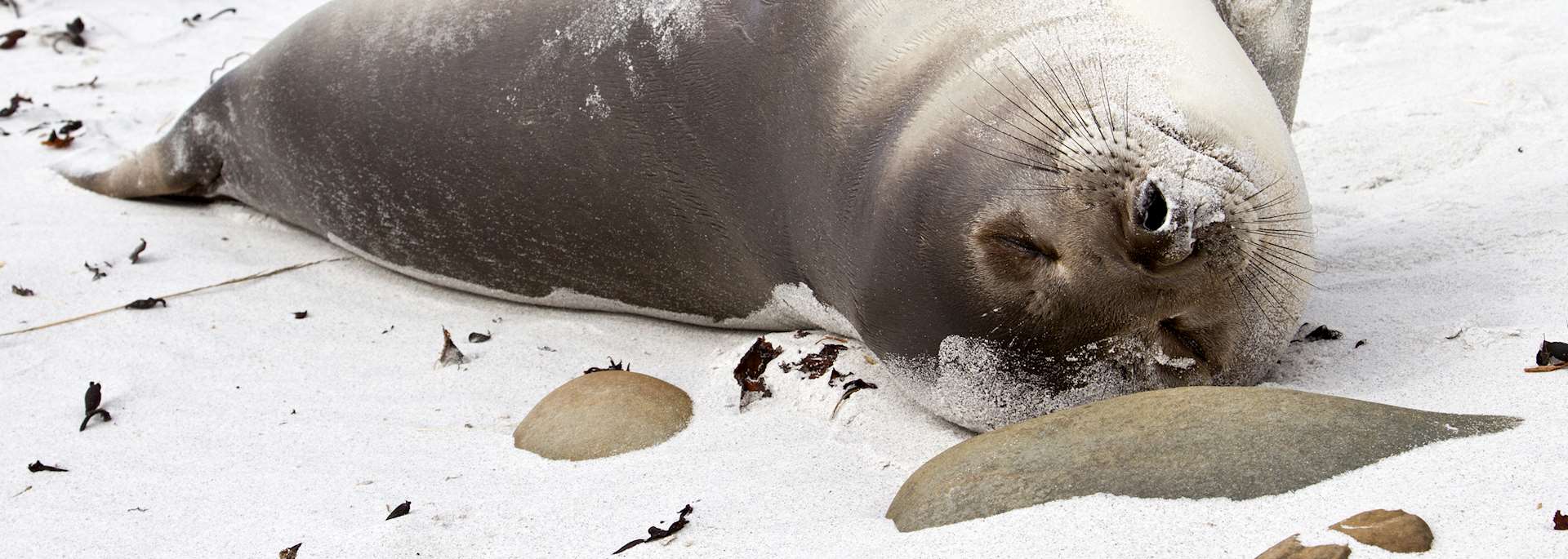 Young elephant seal relaxing, Falkland Islands
