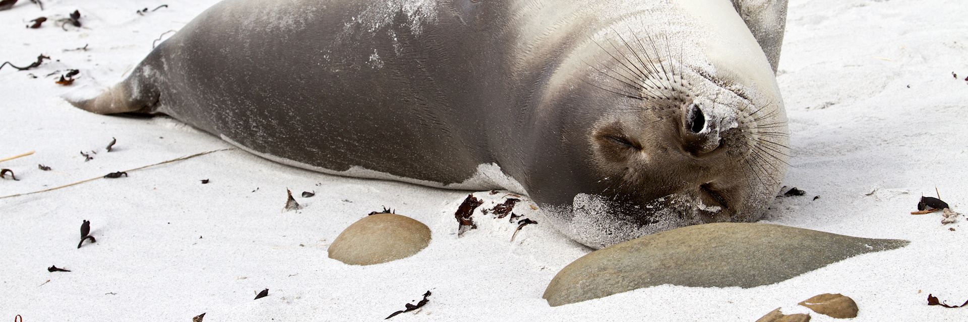 Young elephant seal relaxing, Falkland Islands