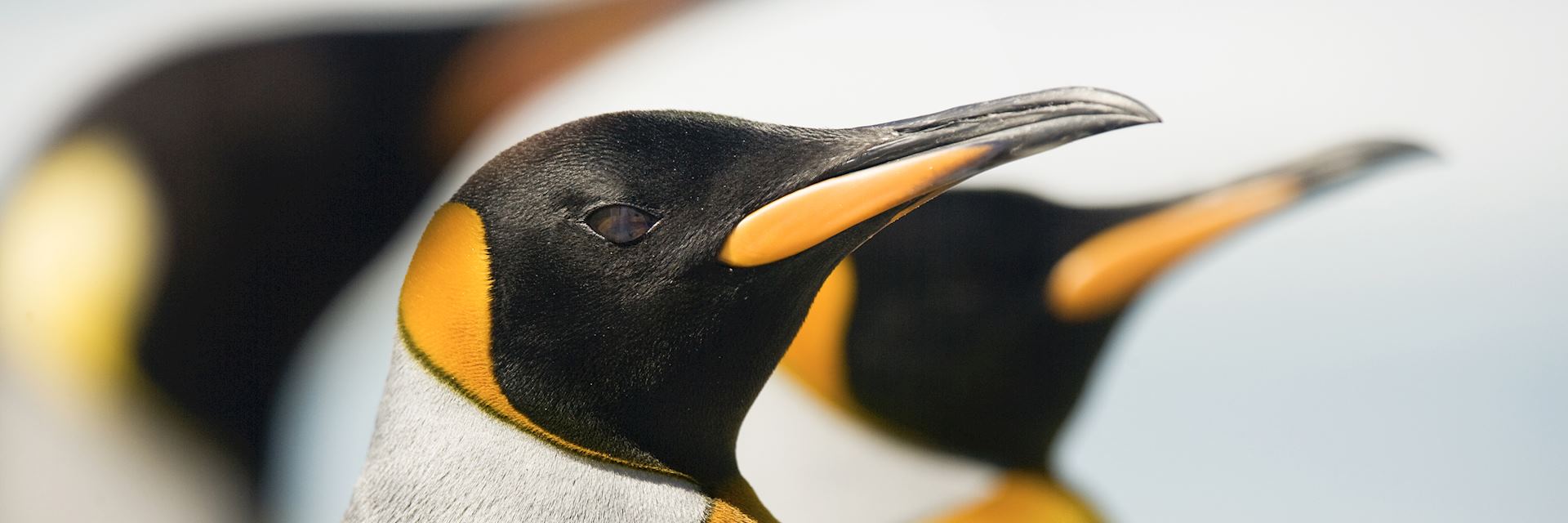 King pengins, Falkland Islands