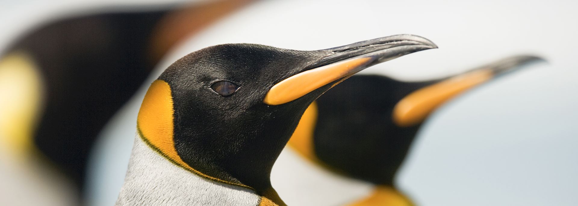 King pengins, Falkland Islands