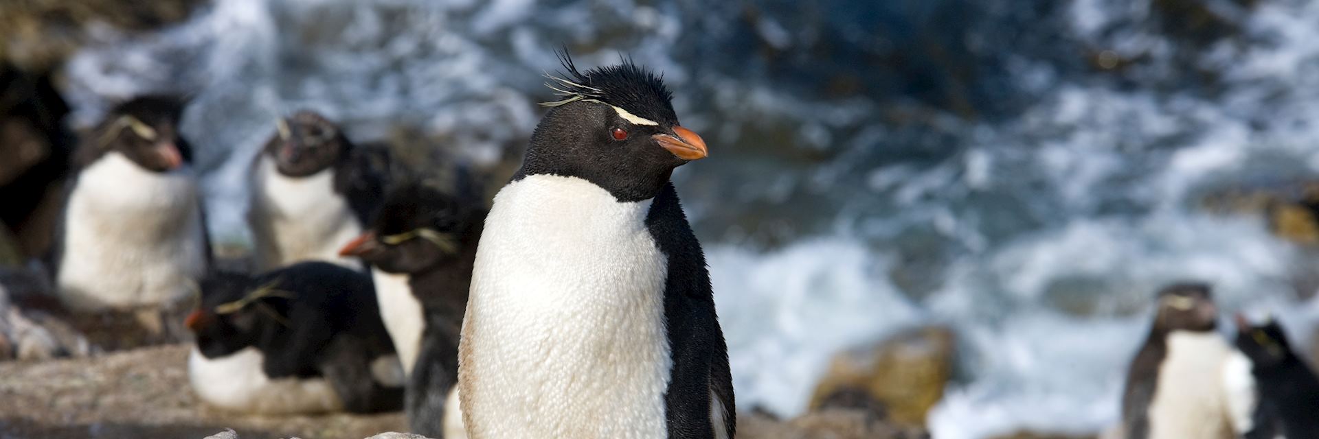 Rockhopper penguins, Pebble Island