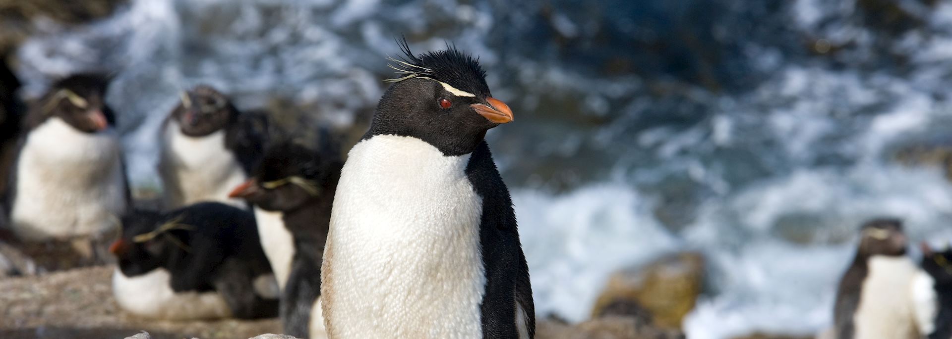 Rockhopper penguins, Pebble Island