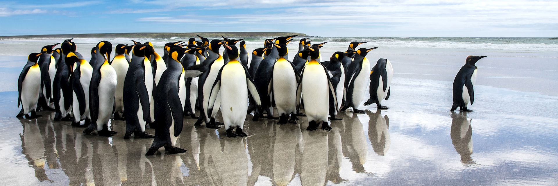 King penguins, Volunteer Point