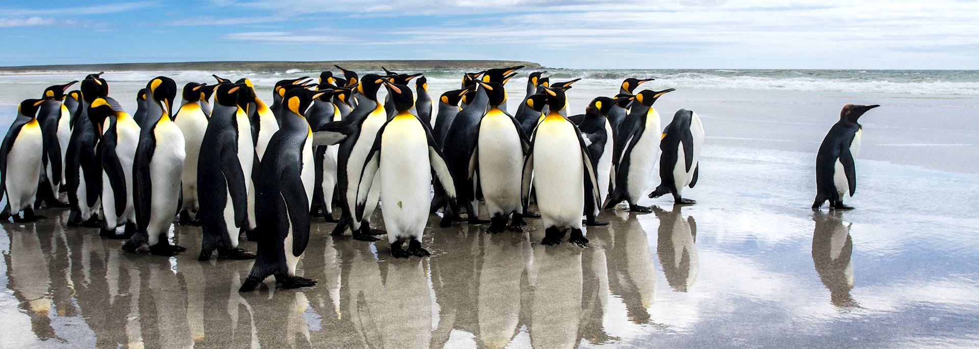 King penguins, Volunteer Point