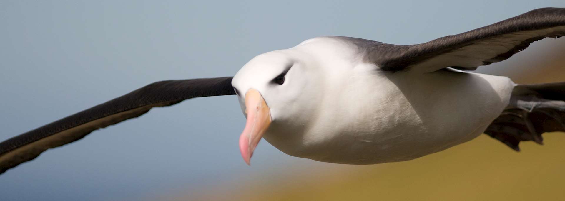 Albatross in flight, Falkland Islands
