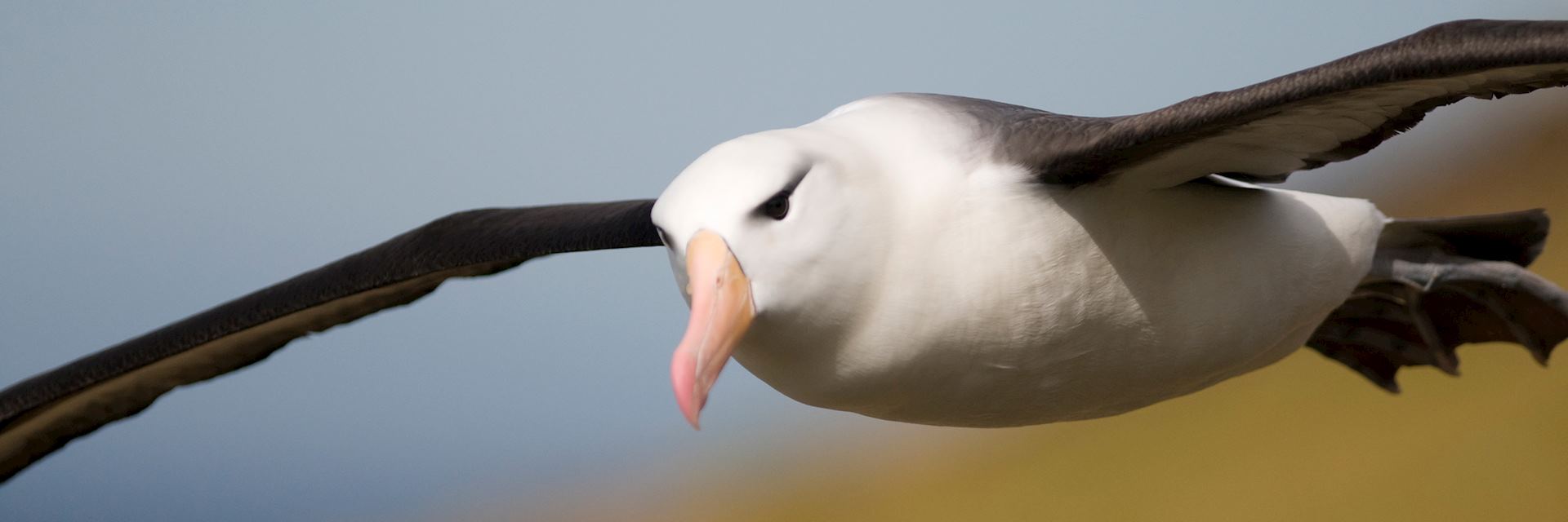 Albatross in flight, Falkland Islands