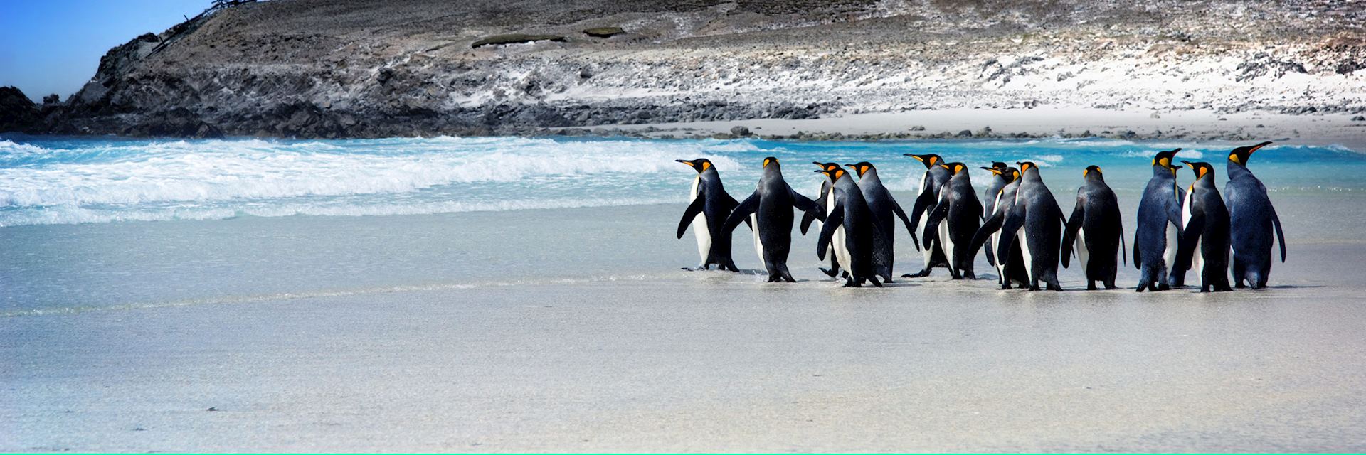 King penguins, Falkland Islands