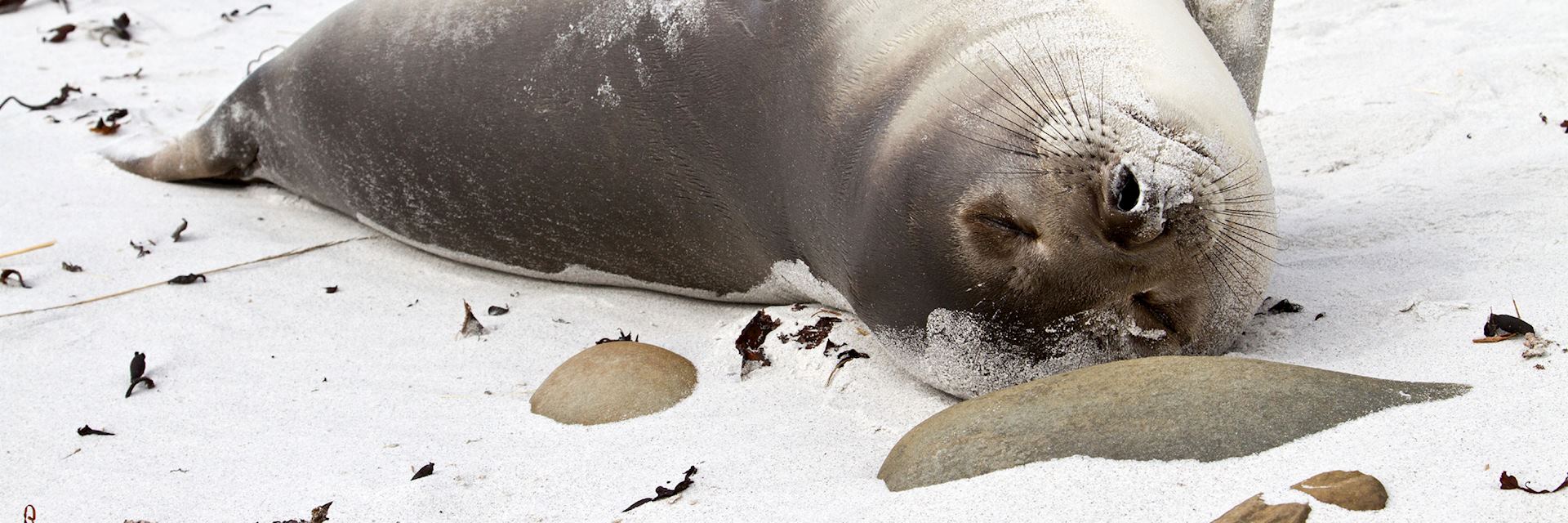 Young elephant seal relaxing, Falkland Islands