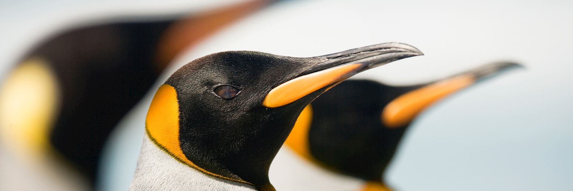 King pengins, Falkland Islands