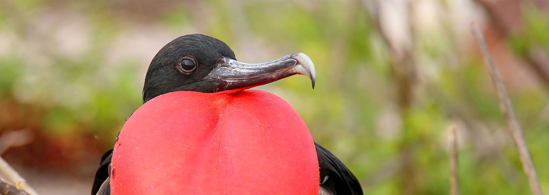 Frigatebird in the Galapagos Islands