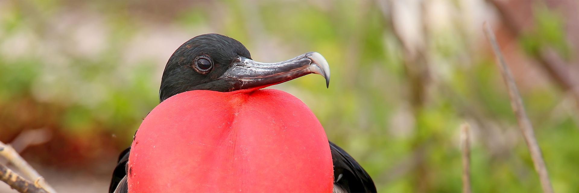 Frigatebird in the Galapagos Islands