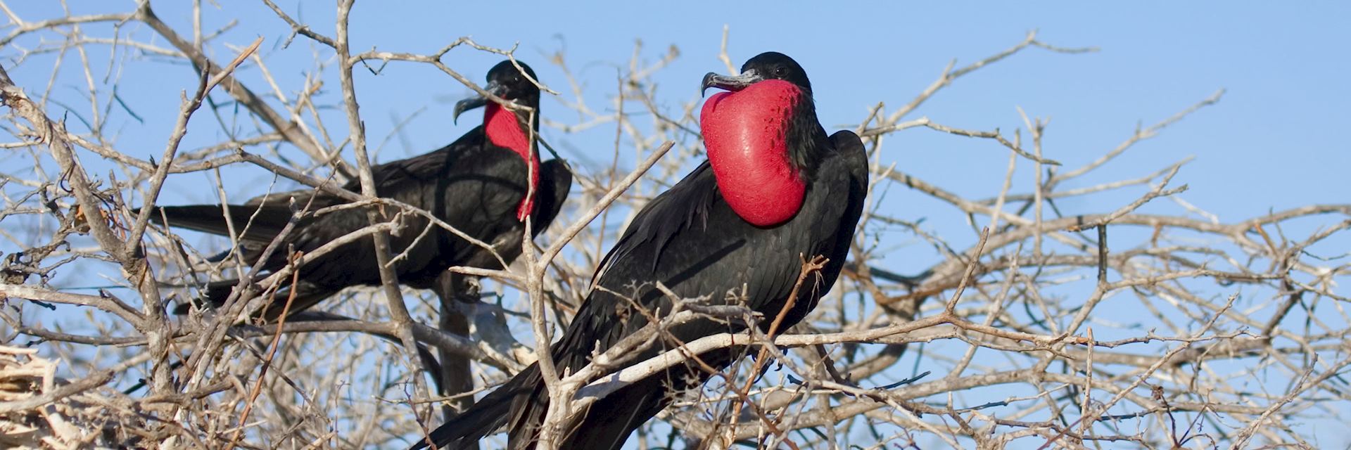 Frigate birds, The Galapagos Islands