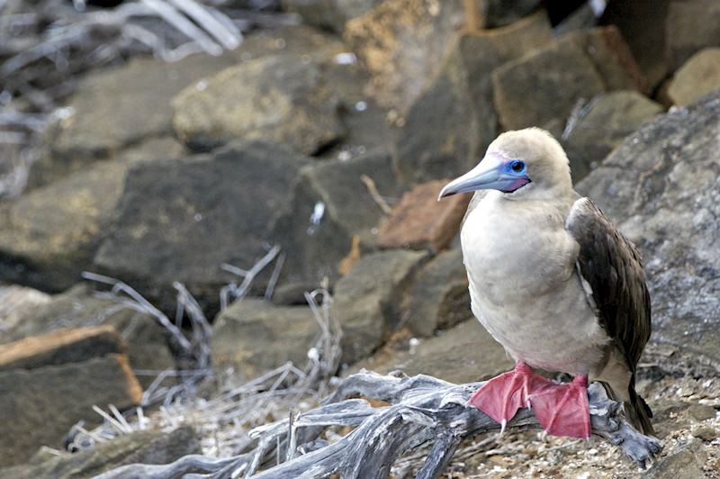 Red-footed booby