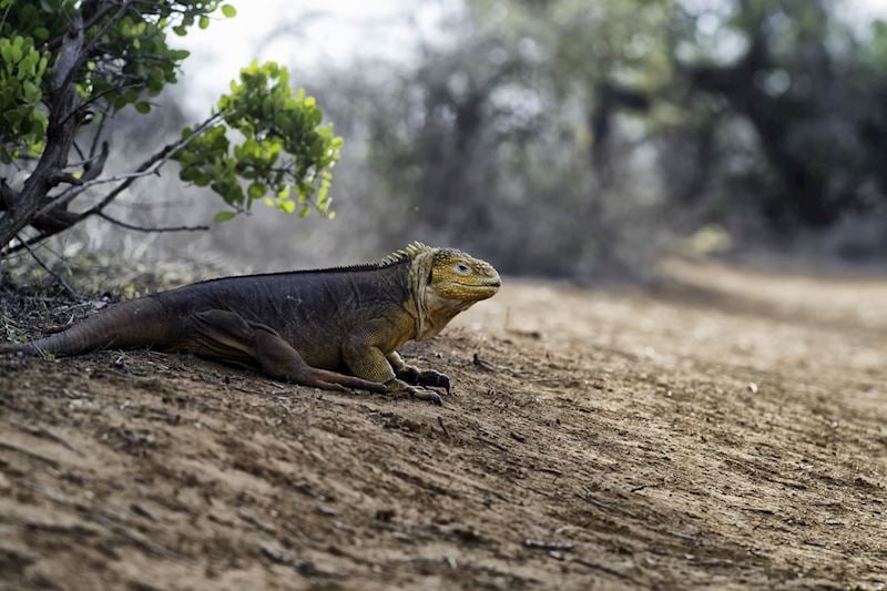 Land iguana, Santa Cruz Island