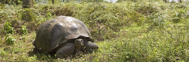 Wild giant tortoises of the Galapagos can weigh over 400 kg (880 lb)