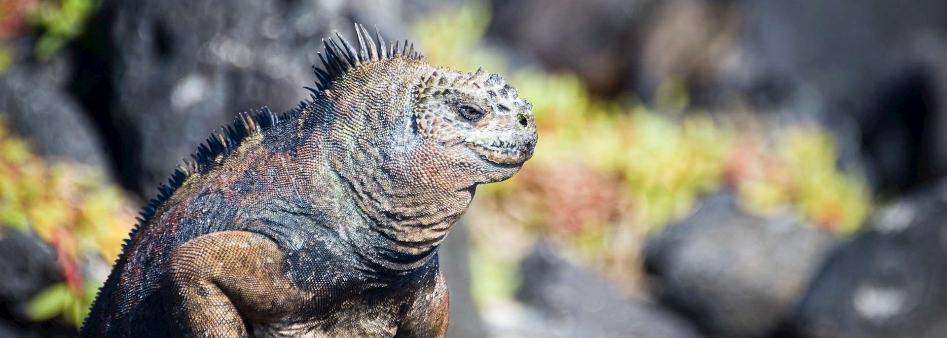 Marine iguana, Galapagos Islands