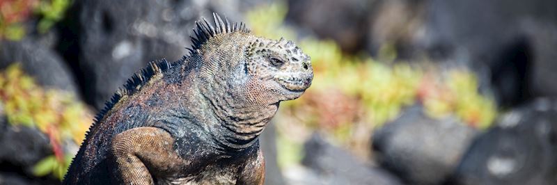 Marine iguana, Galapagos Islands