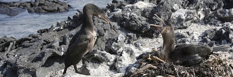 Cormorants are found on only two Galapagos islands: Fernandina and Isabela