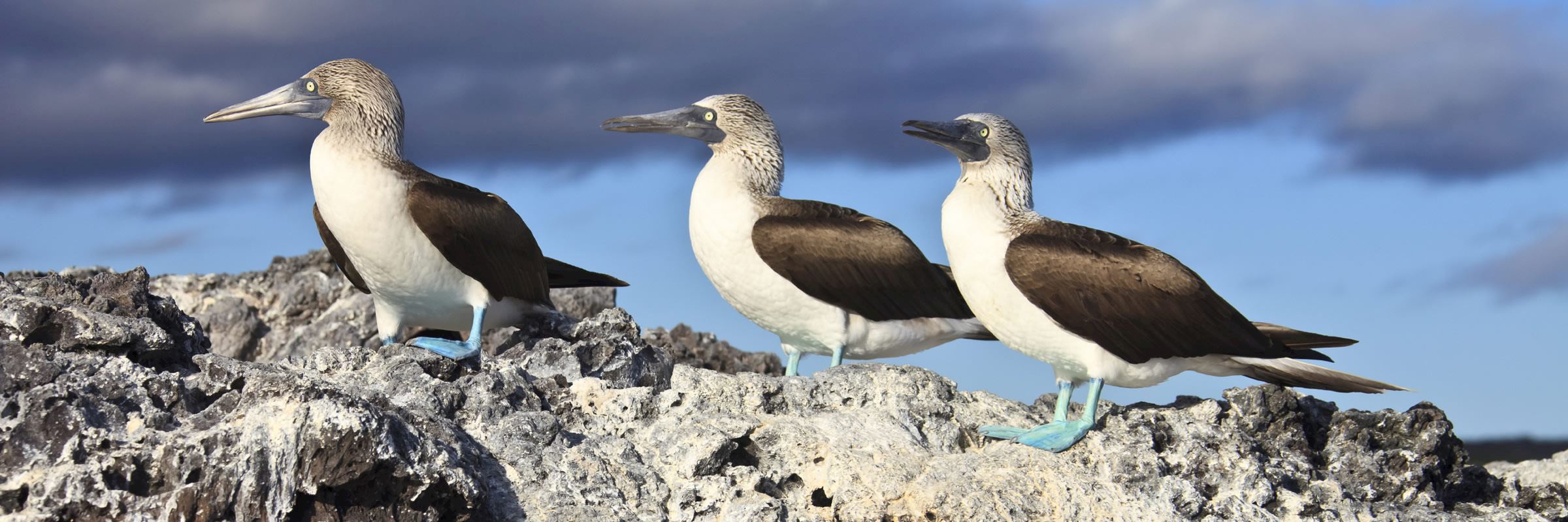 Blue-footed boobies on North Seymour Island