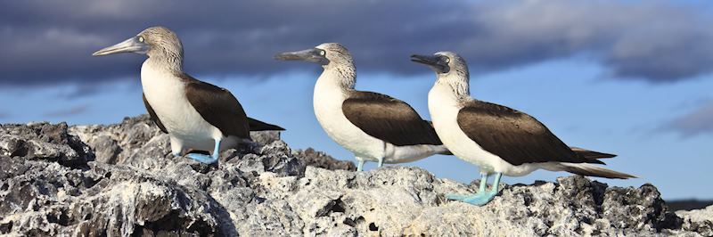 Blue-footed boobies on North Seymour Island