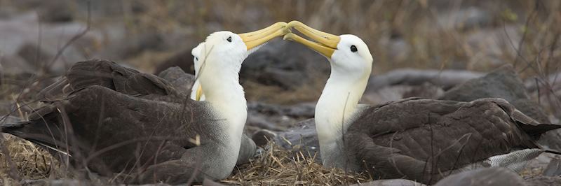 Galapagos albatross nesting among the sparse vegetation and lava boulders
