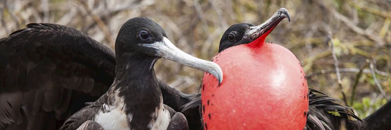 Nesting pair of frigatebirds