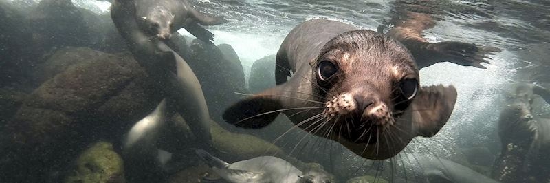 Sea lions can be found on each of the islands of the Galapagos archipelago